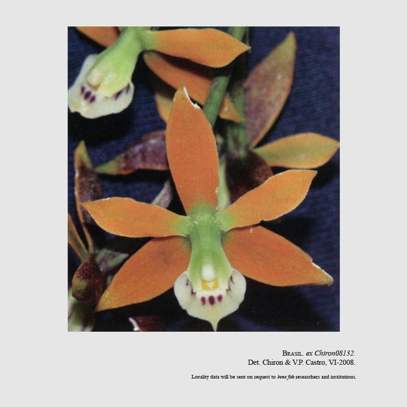 Prosthechea ebanii